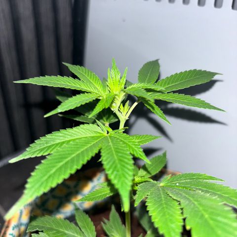 Fresh Lemonade (Super Lemon Haze) growlog photo: 01:30 Uhr (eigentlich 11.05)