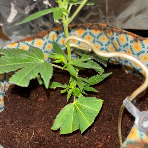 Fresh Lemonade (Super Lemon Haze) growlog photo: 00:30 Eigentlich 12.05 Neue Growbox