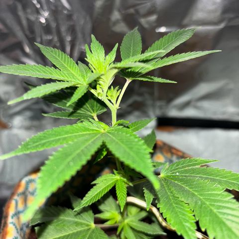 Fresh Lemonade (Super Lemon Haze) growlog photo: 00:30 Eigentlich 12.05 Neue Growbox