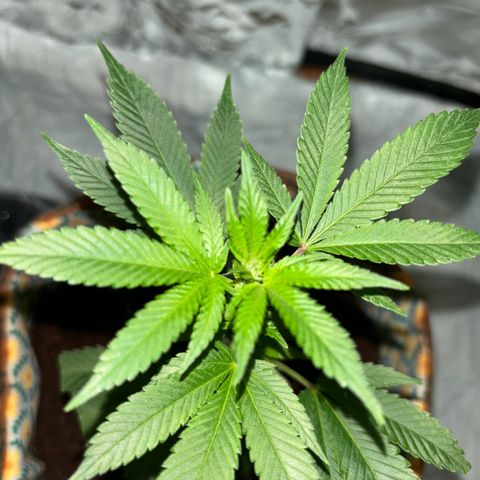 Fresh Lemonade (Super Lemon Haze) growlog photo: 00:30 Eigentlich 12.05 Neue Growbox