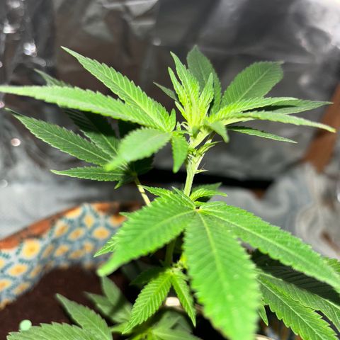 Fresh Lemonade (Super Lemon Haze) growlog photo: 00:30 Eigentlich 12.05 Neue Growbox