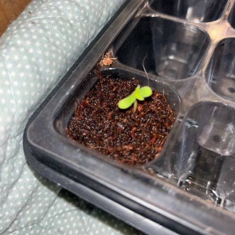 Skunki (Sensi Skunk Automatic) growlog photo: 00:30 Eigentlich 12.05 Neue Growbox