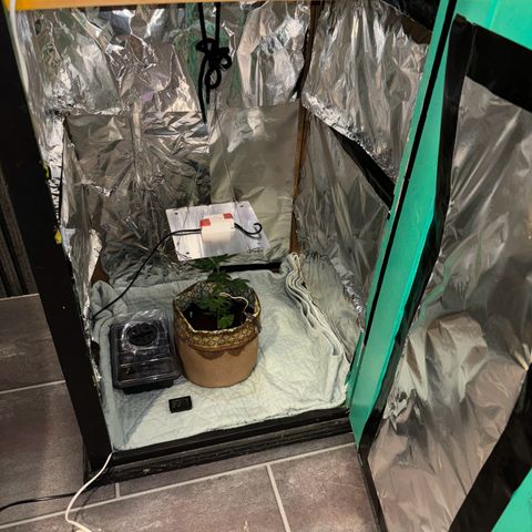 Skunki (Sensi Skunk Automatic) growlog photo: 00:30 Eigentlich 12.05 Neue Growbox