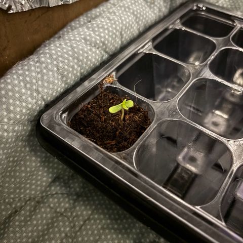 Skunki (Sensi Skunk Automatic) growlog photo: 00:30 Eigentlich 12.05 Neue Growbox