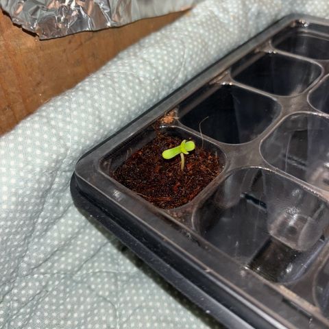 Skunki (Sensi Skunk Automatic) growlog photo: 00:30 Eigentlich 12.05 Neue Growbox