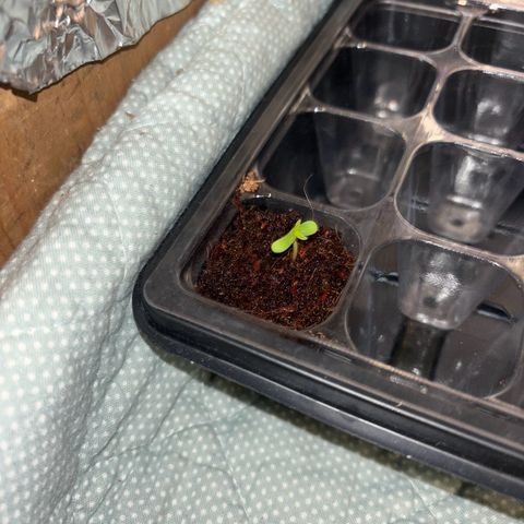 Skunki (Sensi Skunk Automatic) growlog photo: 00:30 Eigentlich 12.05 Neue Growbox