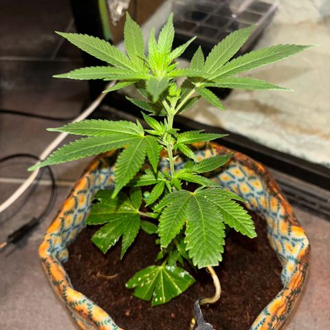 Fresh Lemonade (Super Lemon Haze) growlog photo: 23:20 Uhr frisch gegossen