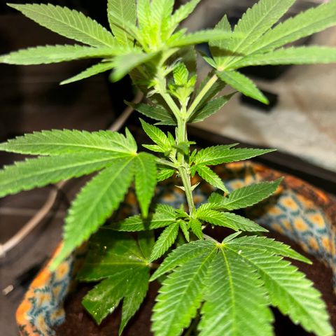 Fresh Lemonade (Super Lemon Haze) growlog photo: 23:20 Uhr frisch gegossen
