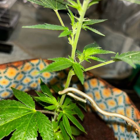 Fresh Lemonade (Super Lemon Haze) growlog photo: 23:20 Uhr frisch gegossen