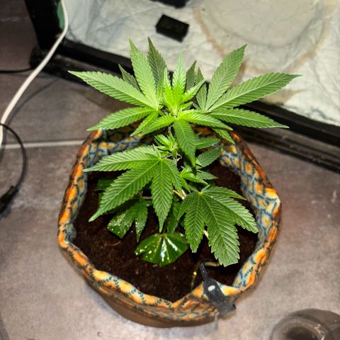 Fresh Lemonade (Super Lemon Haze) growlog photo: 23:20 Uhr frisch gegossen