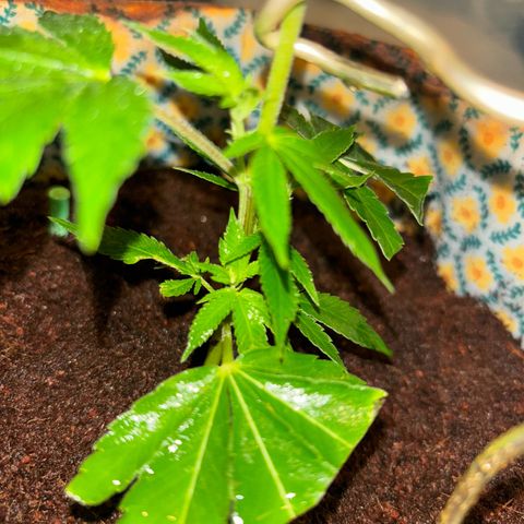 Fresh Lemonade (Super Lemon Haze) growlog photo: 23:20 Uhr frisch gegossen