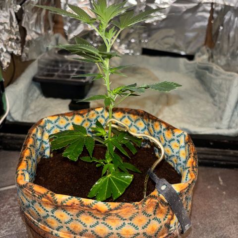 Fresh Lemonade (Super Lemon Haze) growlog photo: 23:20 Uhr frisch gegossen