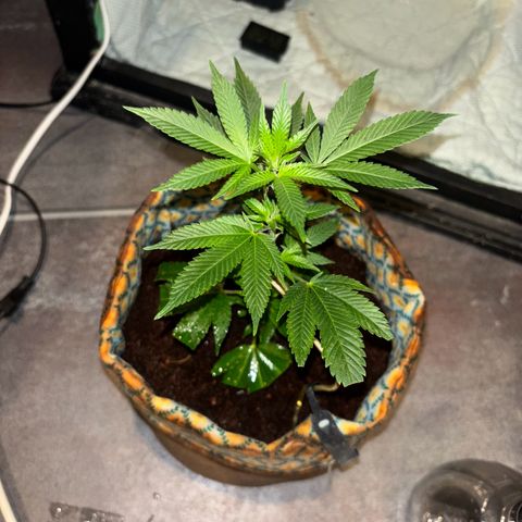 Fresh Lemonade (Super Lemon Haze) growlog photo: 23:20 Uhr frisch gegossen