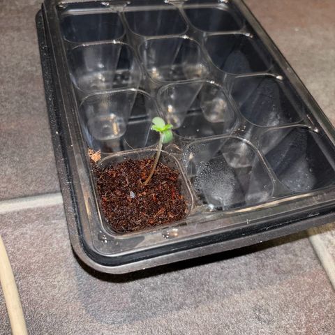 Skunki (Sensi Skunk Automatic) growlog photo: 23:20 Uhr