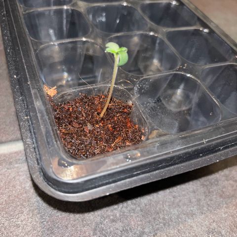 Skunki (Sensi Skunk Automatic) growlog photo: 23:20 Uhr