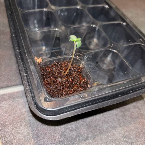Skunki (Sensi Skunk Automatic) growlog photo: 23:20 Uhr