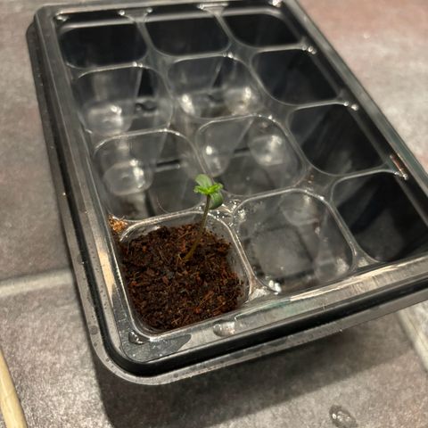 Skunki (Sensi Skunk Automatic) growlog photo: 23:20 Uhr