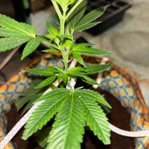 Fresh Lemonade (Super Lemon Haze) growlog photo: 23:15 Uhr
Blüte hat an 7-8 Stellen begonnen
Licht auf 12/12 Stunden Zyklus gestellt
12 Uhr Mittags an
12 Uhr Nachts aus