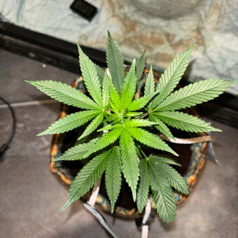 Fresh Lemonade (Super Lemon Haze) growlog photo: 23:15 Uhr
Blüte hat an 7-8 Stellen begonnen
Licht auf 12/12 Stunden Zyklus gestellt
12 Uhr Mittags an
12 Uhr Nachts aus