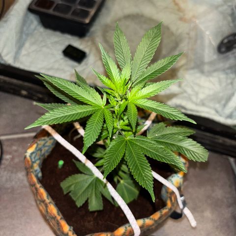 Fresh Lemonade (Super Lemon Haze) growlog photo: 23:15 Uhr
Blüte hat an 7-8 Stellen begonnen
Licht auf 12/12 Stunden Zyklus gestellt
12 Uhr Mittags an
12 Uhr Nachts aus