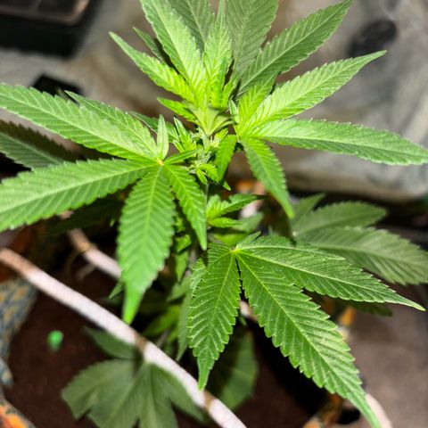 Fresh Lemonade (Super Lemon Haze) growlog photo: 23:15 Uhr
Blüte hat an 7-8 Stellen begonnen
Licht auf 12/12 Stunden Zyklus gestellt
12 Uhr Mittags an
12 Uhr Nachts aus