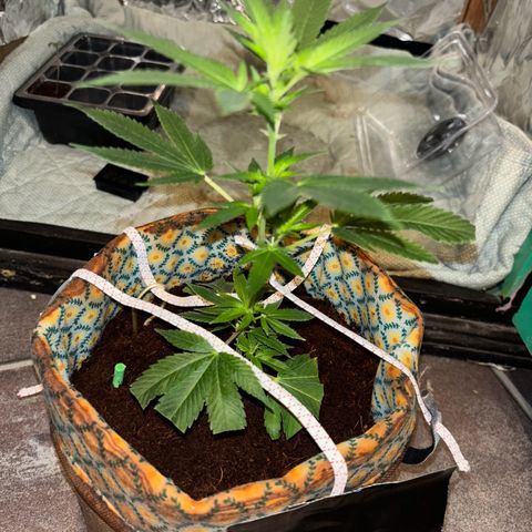 Fresh Lemonade (Super Lemon Haze) growlog photo: 23:15 Uhr
Blüte hat an 7-8 Stellen begonnen
Licht auf 12/12 Stunden Zyklus gestellt
12 Uhr Mittags an
12 Uhr Nachts aus
