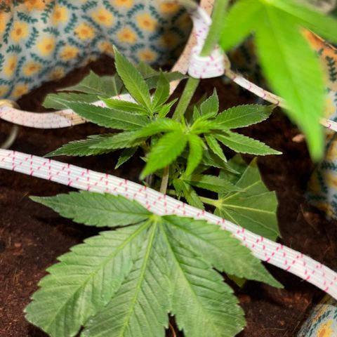 Fresh Lemonade (Super Lemon Haze) growlog photo: 23:15 Uhr
Blüte hat an 7-8 Stellen begonnen
Licht auf 12/12 Stunden Zyklus gestellt
12 Uhr Mittags an
12 Uhr Nachts aus