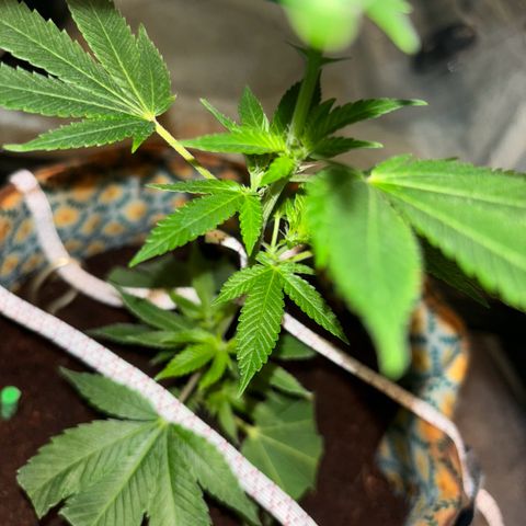 Fresh Lemonade (Super Lemon Haze) growlog photo: 23:15 Uhr
Blüte hat an 7-8 Stellen begonnen
Licht auf 12/12 Stunden Zyklus gestellt
12 Uhr Mittags an
12 Uhr Nachts aus