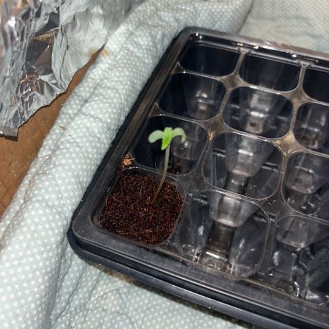 Skunki (Sensi Skunk Automatic) growlog photo: 23:15 Uhr
Licht auch auf 12/12
12 Uhr Mittags an
12 Uhr Nachts aus
Gespannt was passiert (muss wegen Fresh Lemonade)
