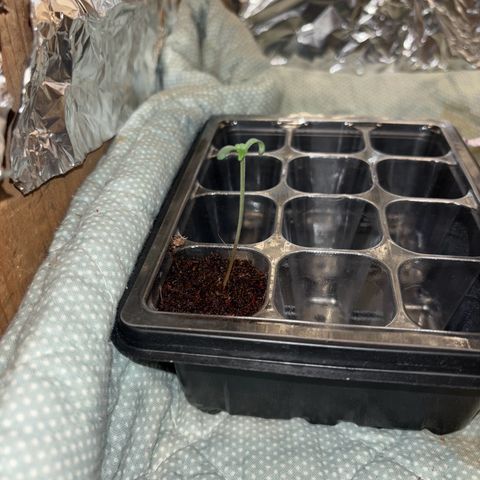Skunki (Sensi Skunk Automatic) growlog photo: 23:15 Uhr
Licht auch auf 12/12
12 Uhr Mittags an
12 Uhr Nachts aus
Gespannt was passiert (muss wegen Fresh Lemonade)