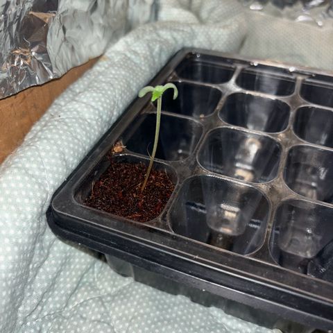 Skunki (Sensi Skunk Automatic) growlog photo: 23:15 Uhr
Licht auch auf 12/12
12 Uhr Mittags an
12 Uhr Nachts aus
Gespannt was passiert (muss wegen Fresh Lemonade)
