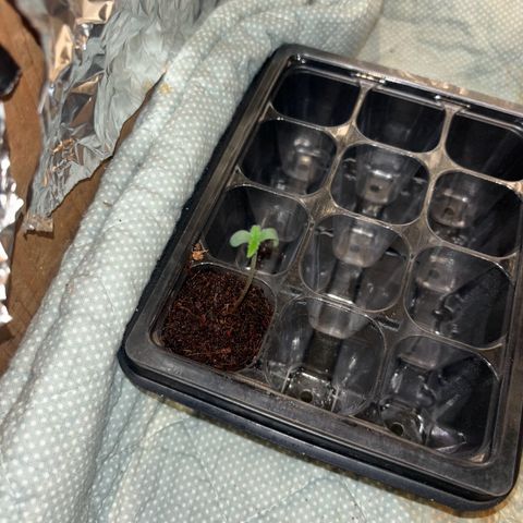 Skunki (Sensi Skunk Automatic) growlog photo: 23:15 Uhr
Licht auch auf 12/12
12 Uhr Mittags an
12 Uhr Nachts aus
Gespannt was passiert (muss wegen Fresh Lemonade)