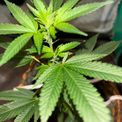 Fresh Lemonade (Super Lemon Haze) growlog photo: 23:59 Uhr kurz vor giessen Blüten immet mehr