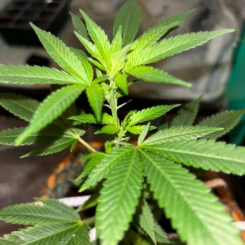 Fresh Lemonade (Super Lemon Haze) growlog photo: 23:59 Uhr kurz vor giessen Blüten immet mehr