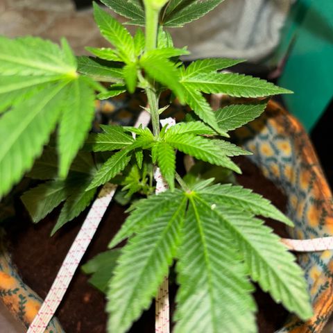 Fresh Lemonade (Super Lemon Haze) growlog photo: 23:59 Uhr kurz vor giessen Blüten immet mehr