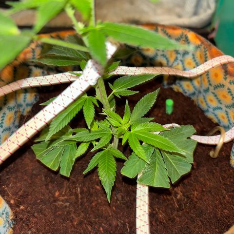 Fresh Lemonade (Super Lemon Haze) growlog photo: 23:59 Uhr kurz vor giessen Blüten immet mehr