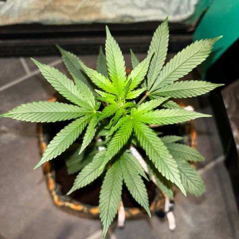 Fresh Lemonade (Super Lemon Haze) growlog photo: 23:59 Uhr kurz vor giessen Blüten immet mehr