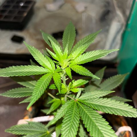 Fresh Lemonade (Super Lemon Haze) growlog photo: 23:59 Uhr kurz vor giessen Blüten immet mehr
