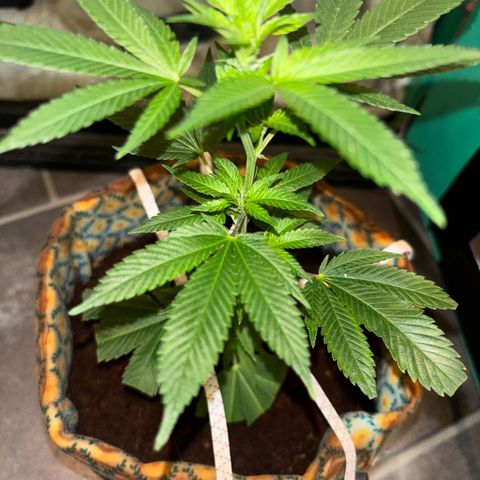 Fresh Lemonade (Super Lemon Haze) growlog photo: 23:59 Uhr kurz vor giessen Blüten immet mehr