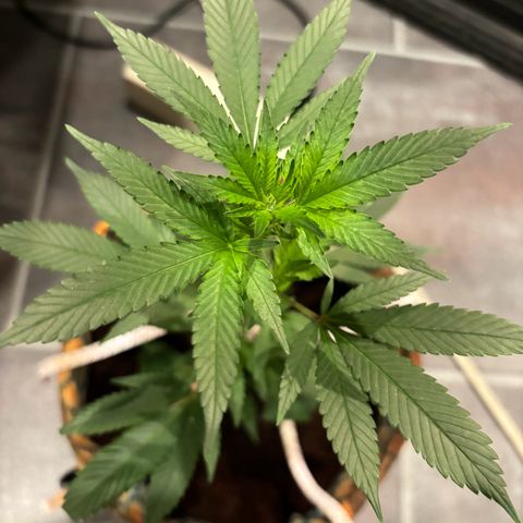 Fresh Lemonade (Super Lemon Haze) growlog photo: 23:40 Uhr