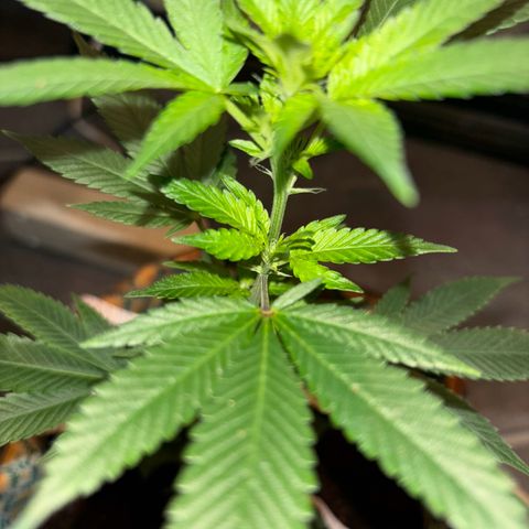 Fresh Lemonade (Super Lemon Haze) growlog photo: 23:40 Uhr
