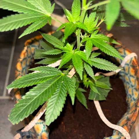 Fresh Lemonade (Super Lemon Haze) growlog photo: 23:40 Uhr