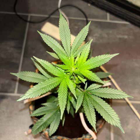 Fresh Lemonade (Super Lemon Haze) growlog photo: 23:40 Uhr