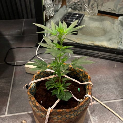 Fresh Lemonade (Super Lemon Haze) growlog photo: 23:40 Uhr