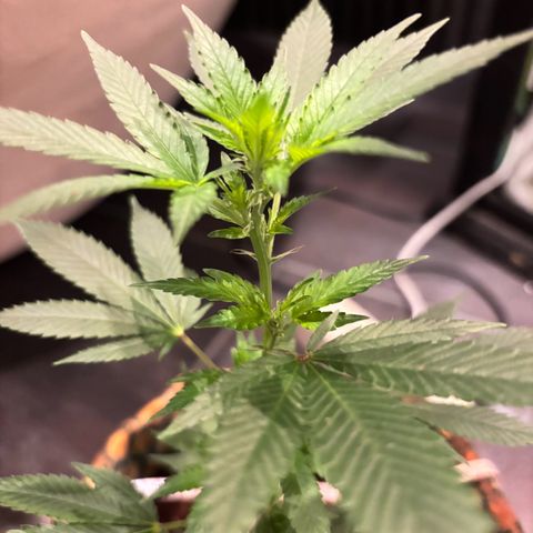 Fresh Lemonade (Super Lemon Haze) growlog photo: 23:40 Uhr