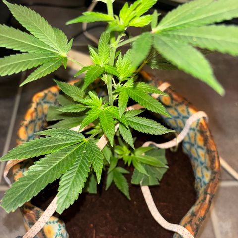 Fresh Lemonade (Super Lemon Haze) growlog photo: 23:40 Uhr