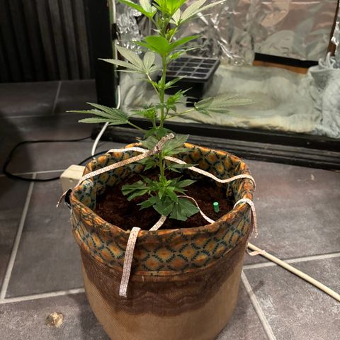 Fresh Lemonade (Super Lemon Haze) growlog photo: 23:40 Uhr