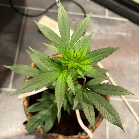 Fresh Lemonade (Super Lemon Haze) growlog photo: 23:40 Uhr