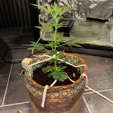 Fresh Lemonade (Super Lemon Haze) growlog photo: 23:40 Uhr
