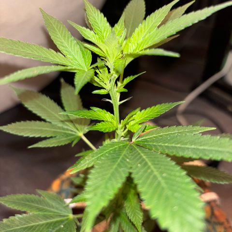Fresh Lemonade (Super Lemon Haze) growlog photo: 23:40 Uhr